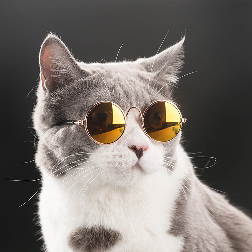 Pet Glasses Pet Products  Eye Wear Sunglasses Accessories